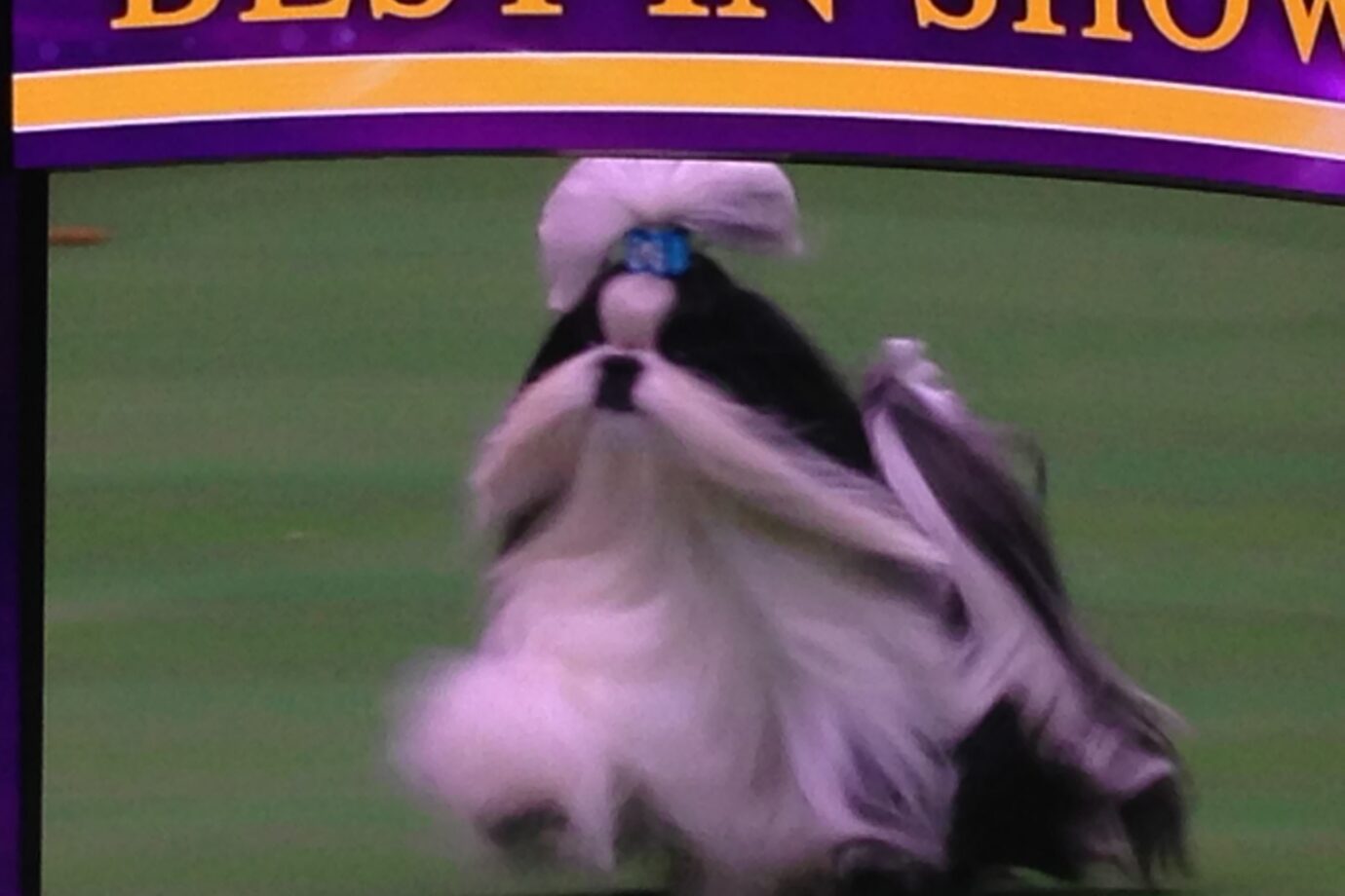 2016 Westminster Kennel Club Dog Show