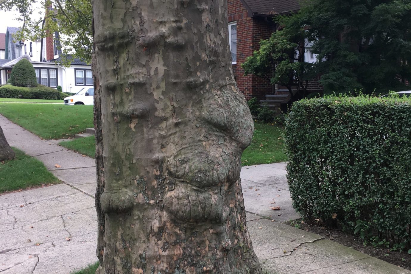 Tree Trunk on 32nd Ave